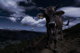 Cow On Montain